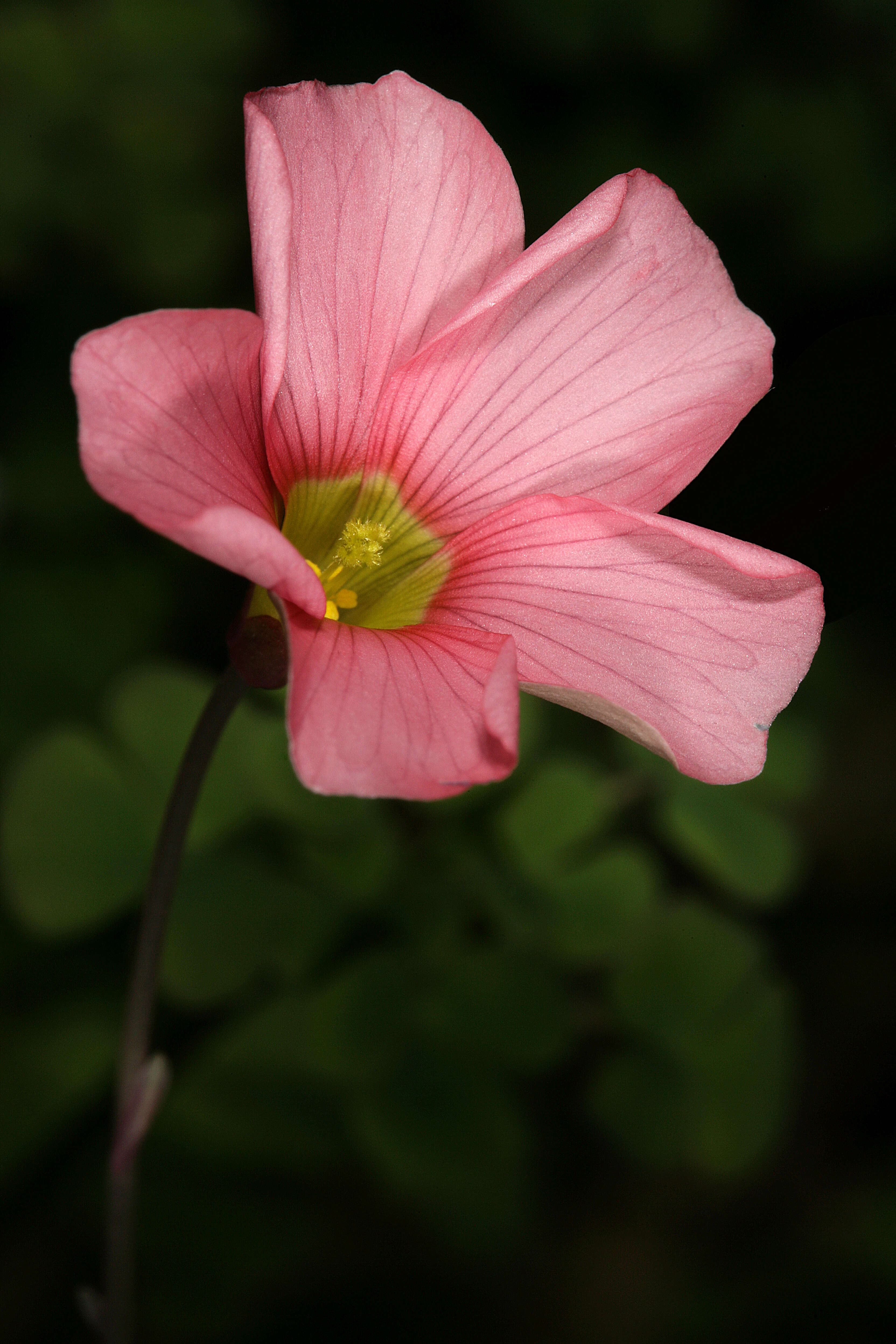 Image of Oxalis obtusa Jacq.