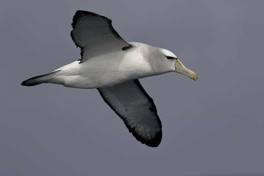 Image de Albatros à cape blanche