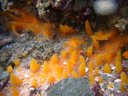 Image of Ciocalypta penicillus Bowerbank 1862