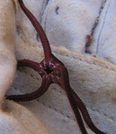 Image of Ophiopsammus maculata (Verrill 1869)