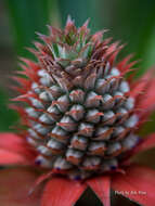 Image of Pineapples