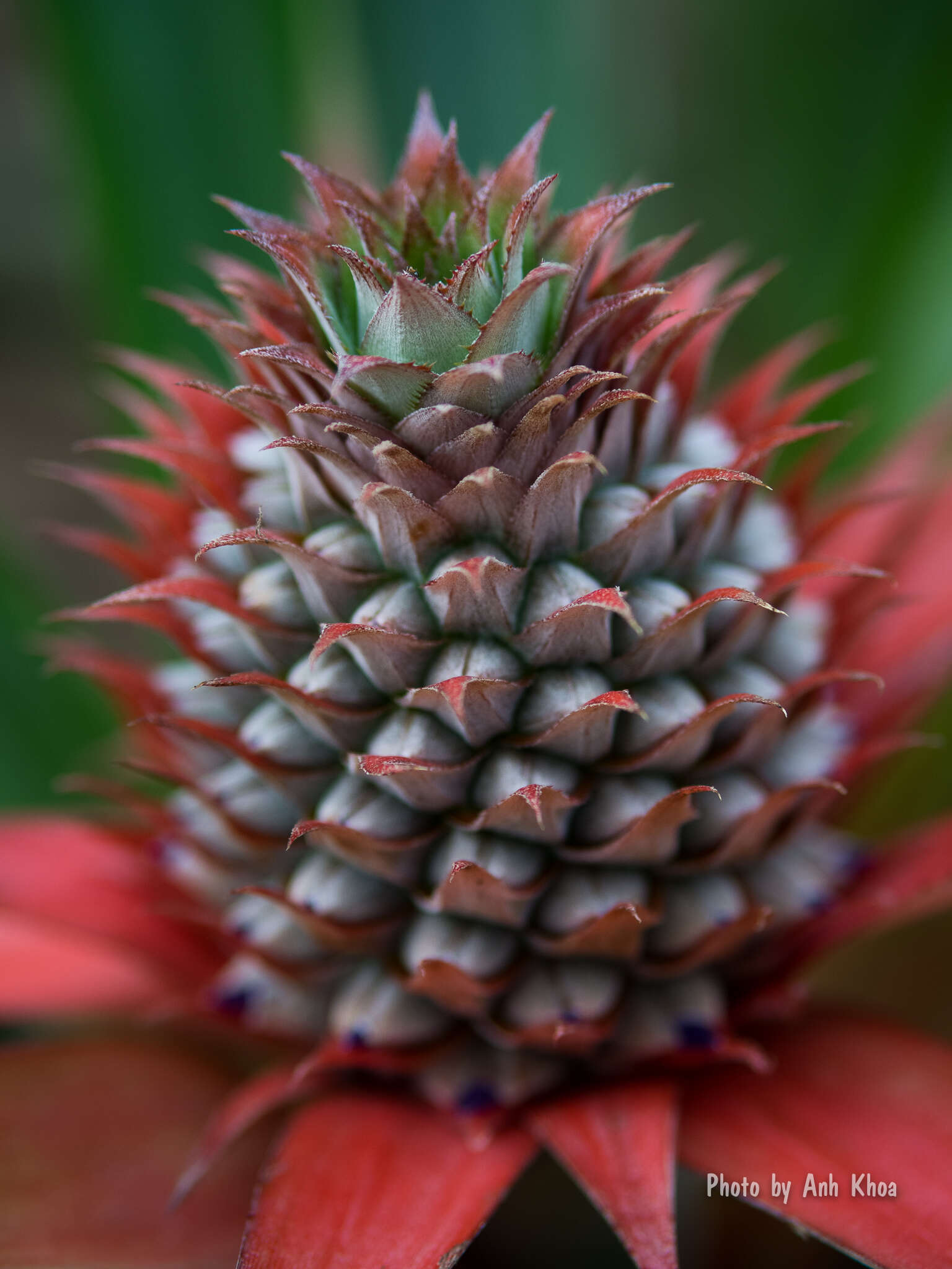 Image of Pineapples