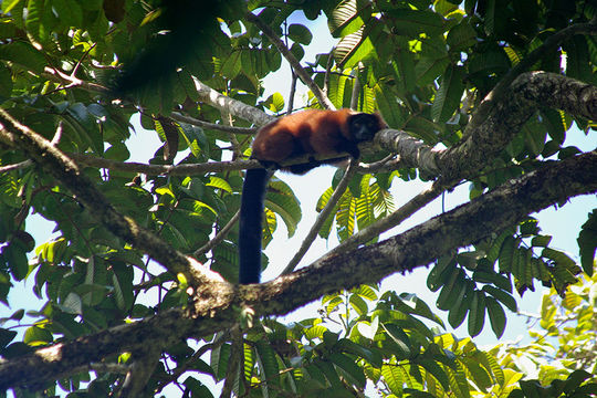 Image of Red Ruffed Lemur