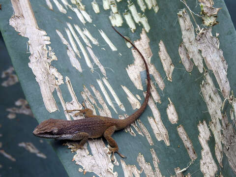 Image of Allison's Anole