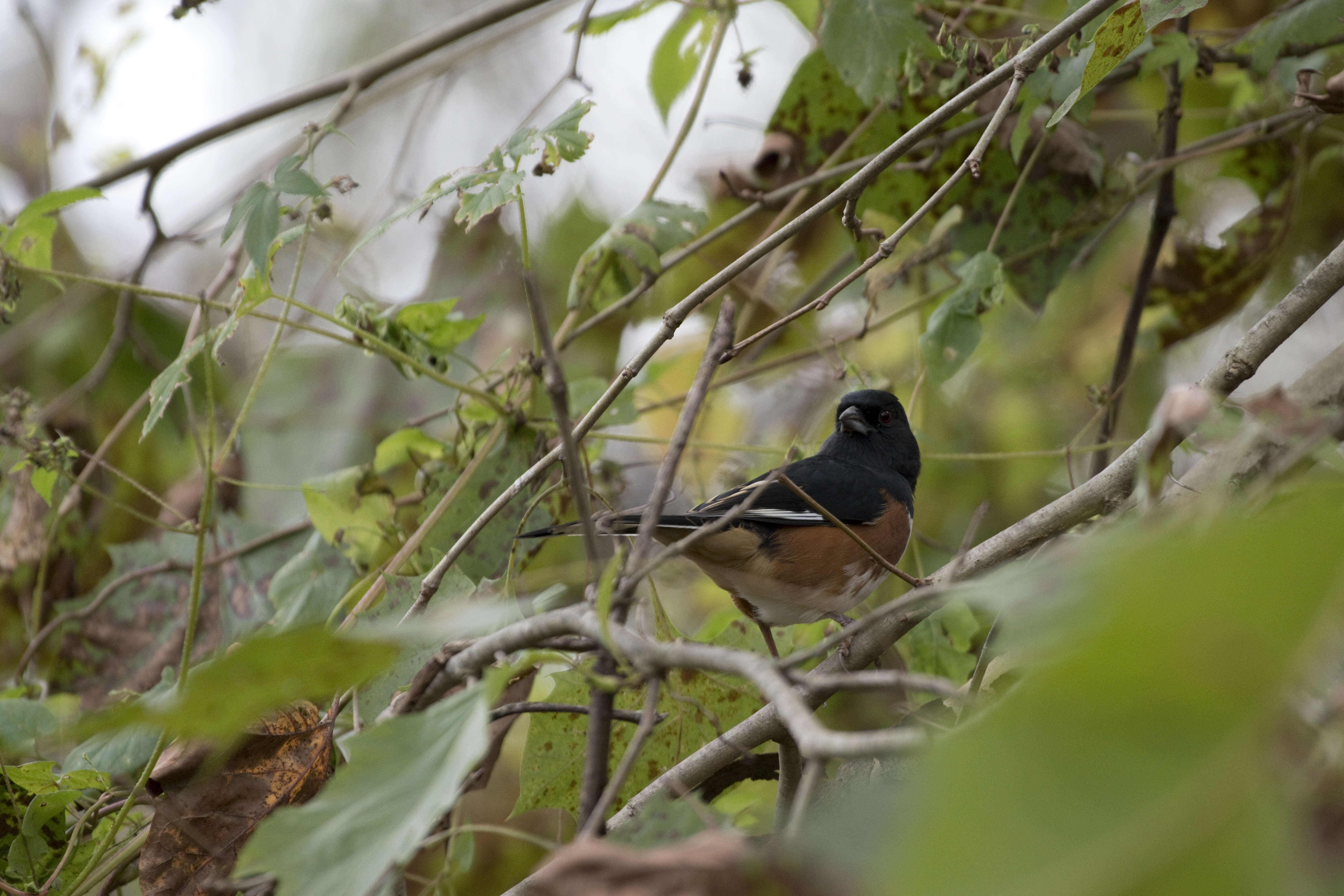 Image of Eastern Towhee