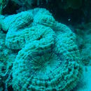 Image of Spiny flower coral