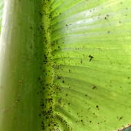 Image of Banana aphid