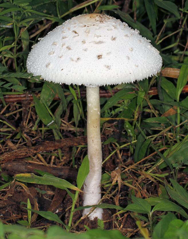 Слика од Macrolepiota zeyheri Heinem. 1962