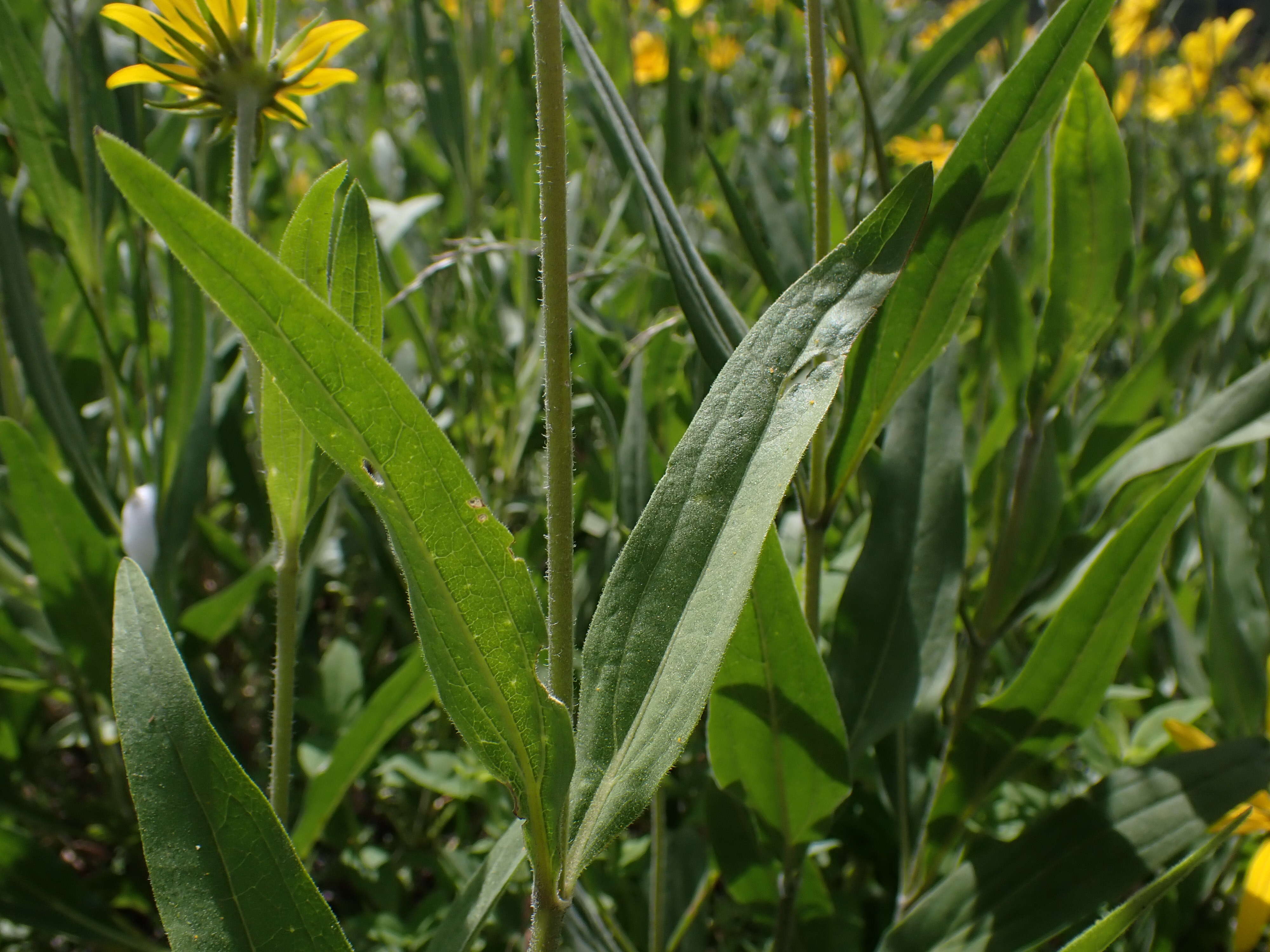 Sivun Helianthella uniflora (Nutt.) Torr. & A. Gray kuva