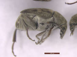 Image of Bean weevil