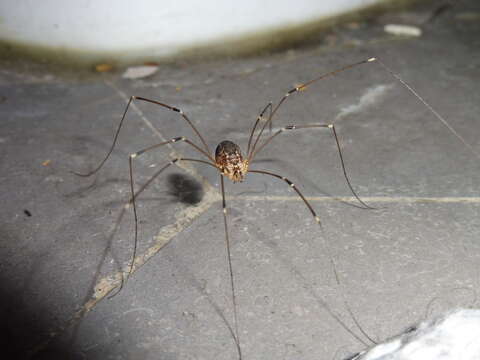 Image of Daddy-long-legs