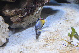 Image of Japan surgeonfish