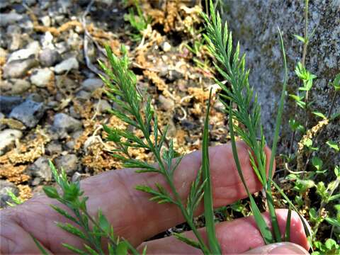 Слика од Catapodium rigidum (L.) C. E. Hubb.