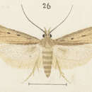 Image of Kiwaia pharetria Meyrick 1886