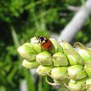 Image of Casey's Lady Beetle