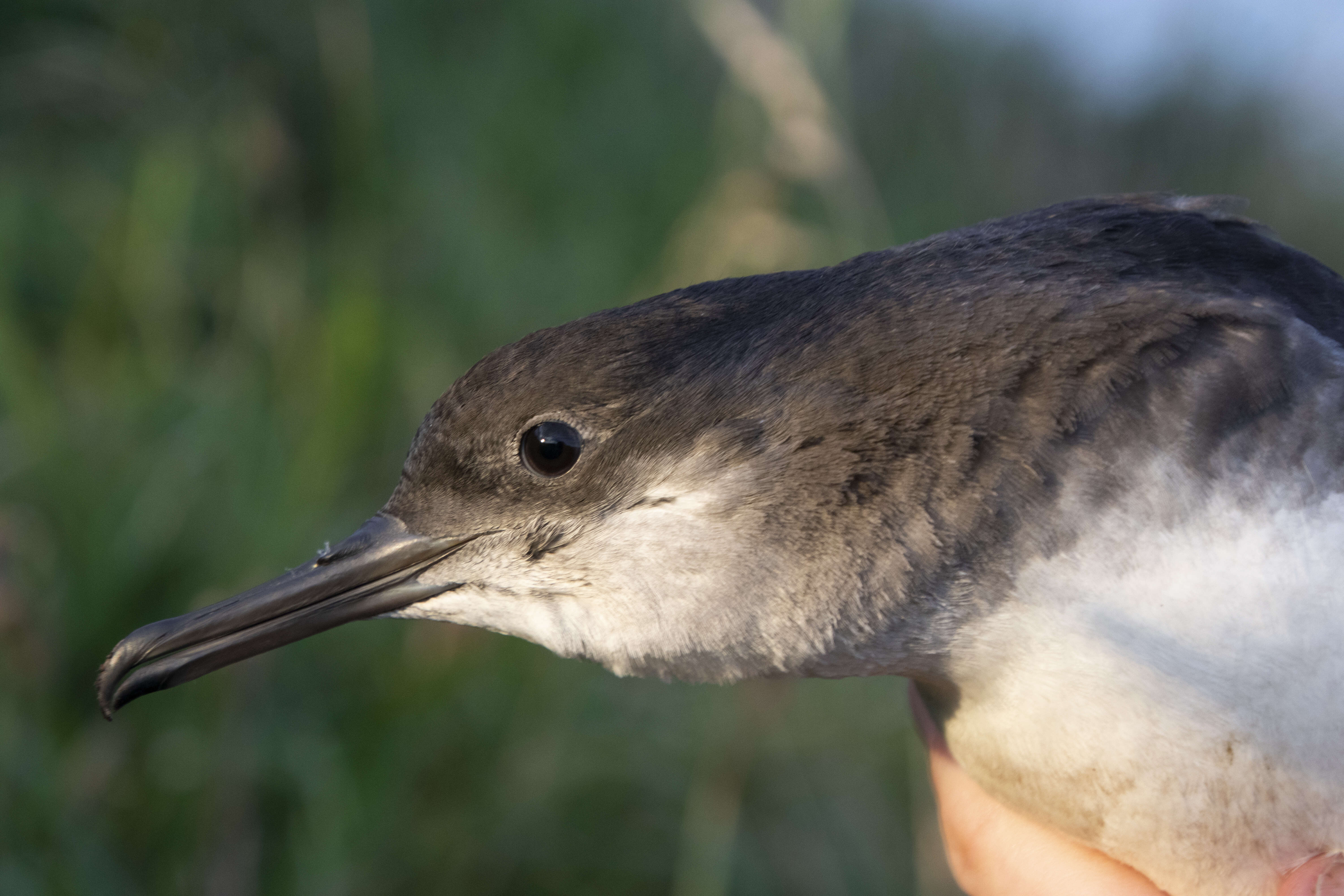 Image of Hutton's Shearwater