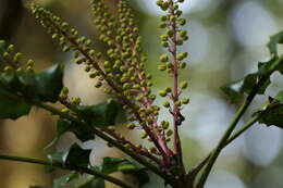 Image of Berberis napaulensis (DC.) Spreng.