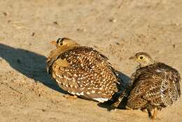 Image of Double-banded Sandgrouse