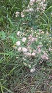 Image of <i>Erigeron sumatrensis</i>