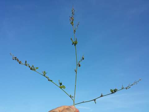 Image of Grey Goosefoot