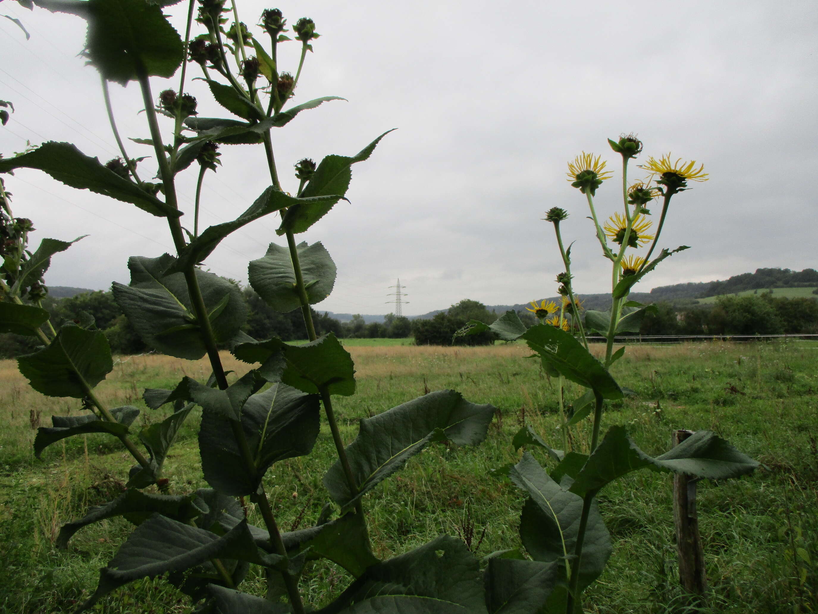 Image of hawkweed oxtongue