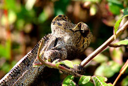 Image of Malagasy Giant Chameleon