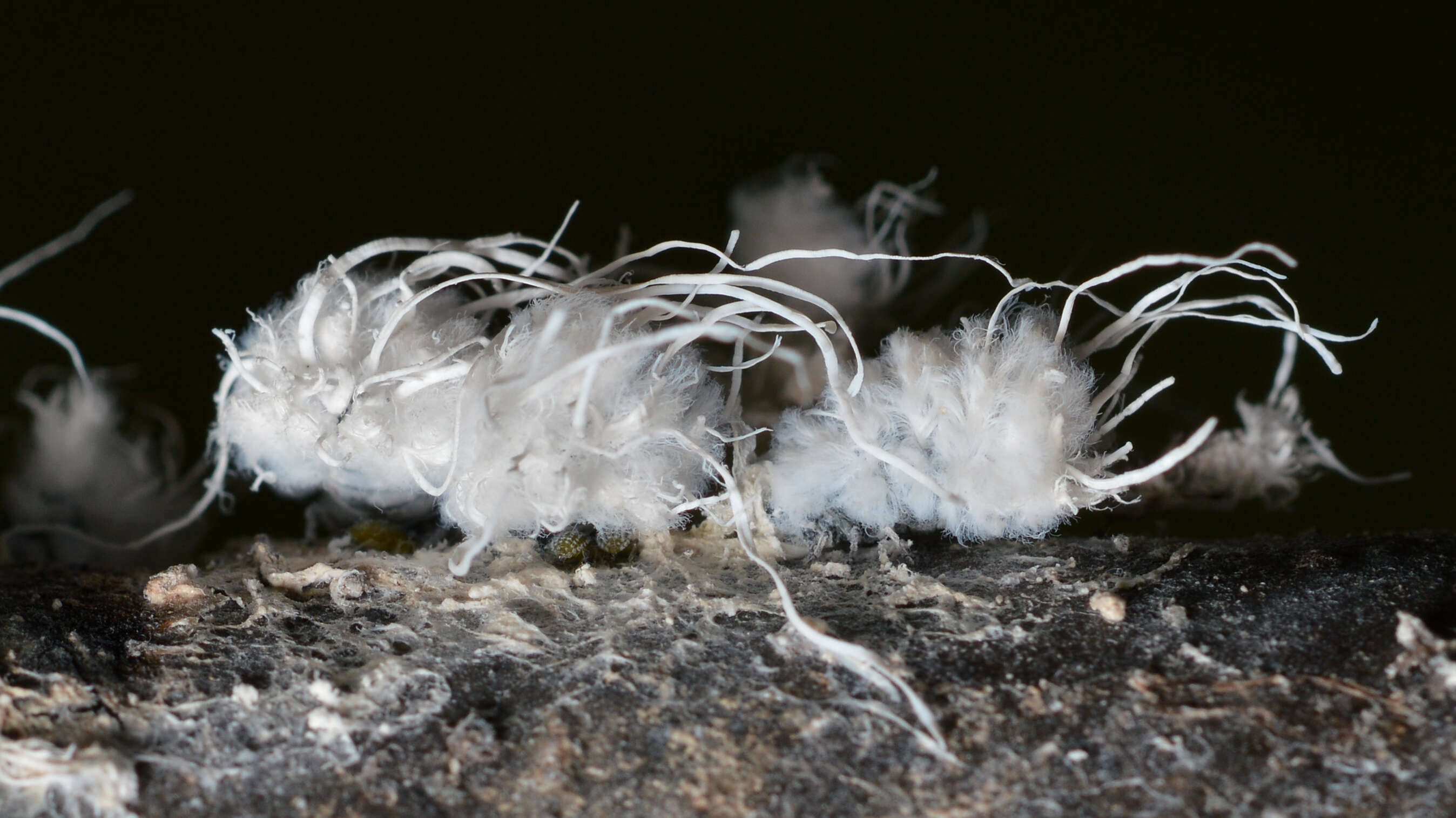 Image of Woolly Alder Aphid