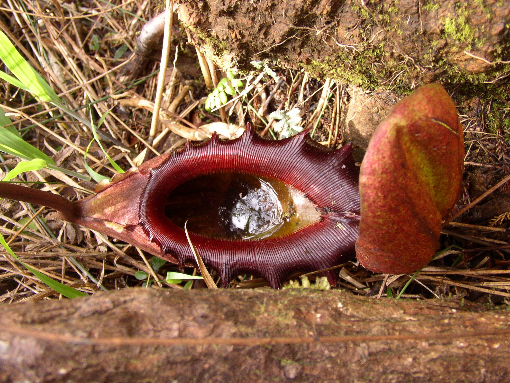 Image of Giant Malaysian Pitcher Plant