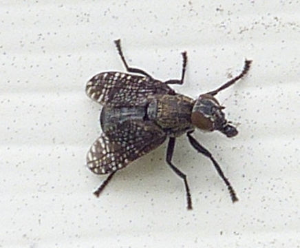 Image of Fly