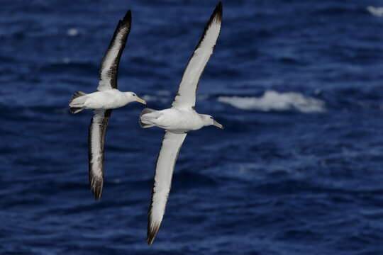 Image de Albatros à cape blanche