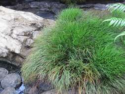 Image of whisk fern