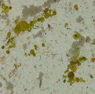Image of <i>Spirodela polyrhiza</i>