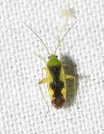 Image of Ornate Plant Bug