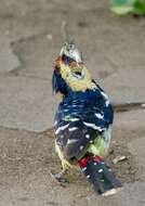 Image of Crested Barbet