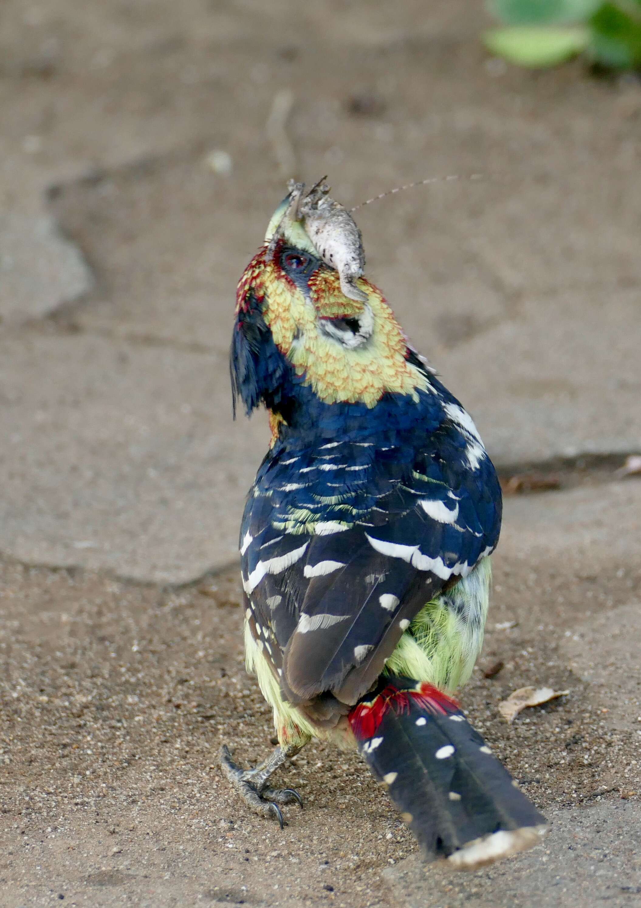 Image of Crested Barbet