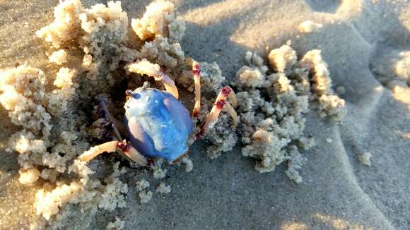 Image of Light-blue Soldier Crab