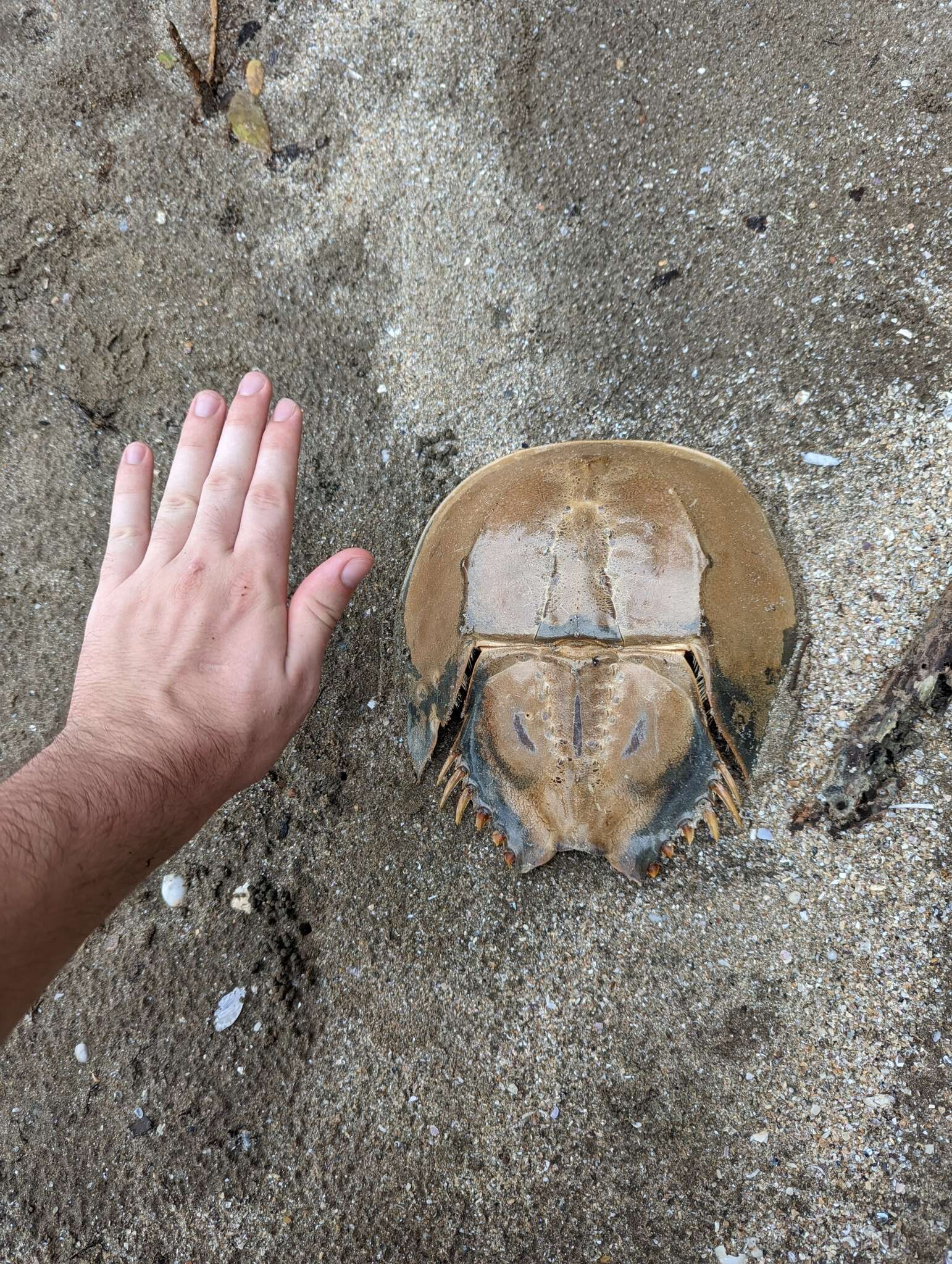 Image of Horseshoe Crab