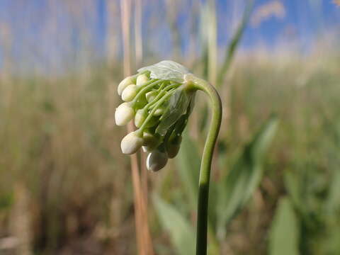 Image of Lady's leek