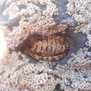 Image of Sypharochiton pelliserpentis (Quoy & Gaimard 1835)