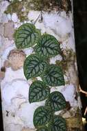 Image of Monstera dubia (Kunth) Engl. & K. Krause