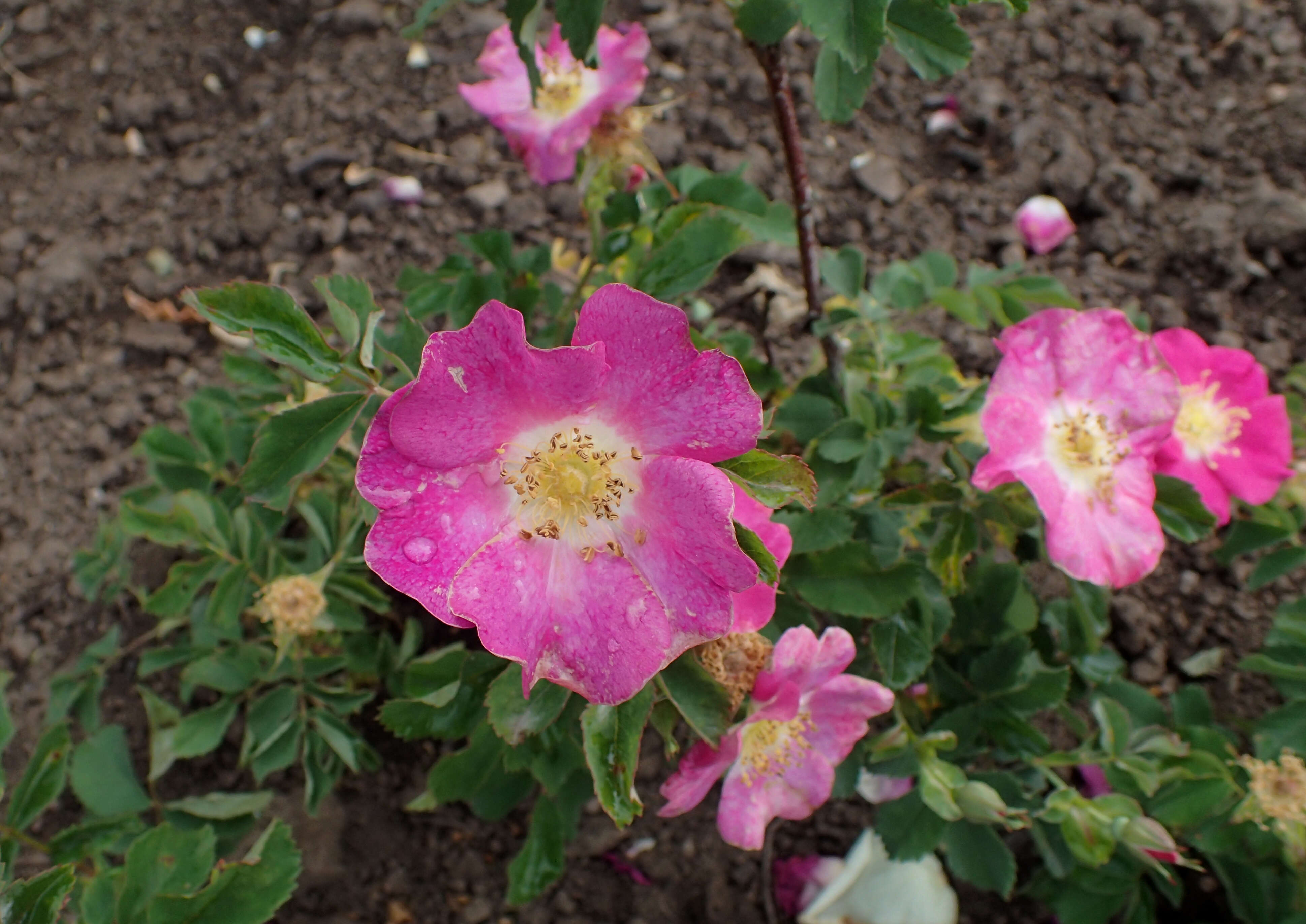 Image of prairie rose