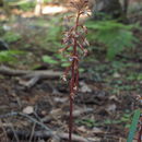 Image of <i>Corallorhiza maculata occidentalis</i>
