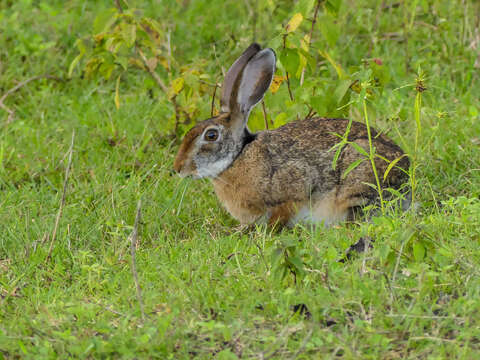 Lepus nigricollis F. Cuvier 1823 resmi