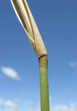 Imagem de Panicum queenslandicum Domin