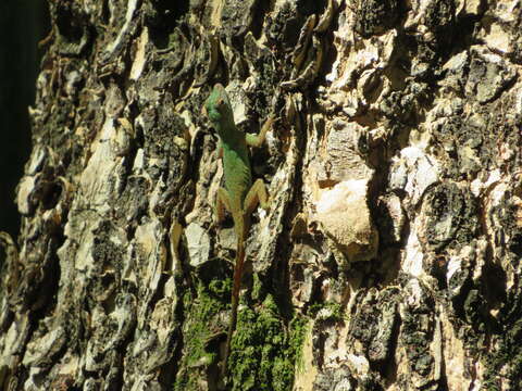 Image de Anolis distichus Cope 1861