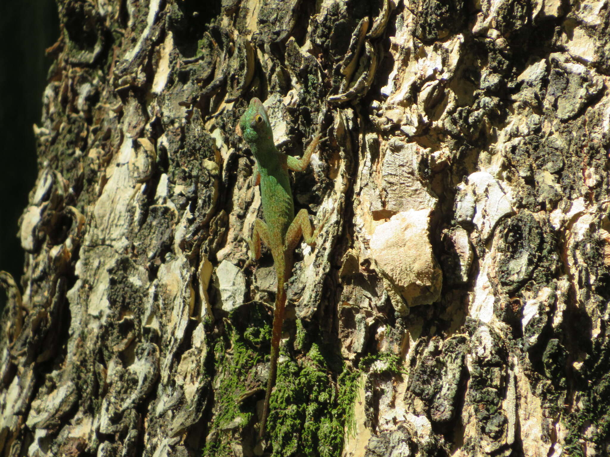 Image of Bark anole