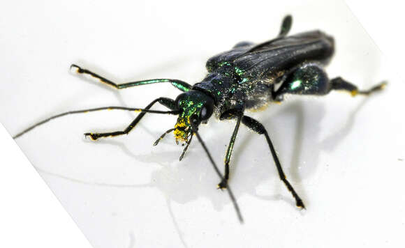 Image of Oedemera nobilis