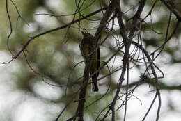 Image of Greater Pewee