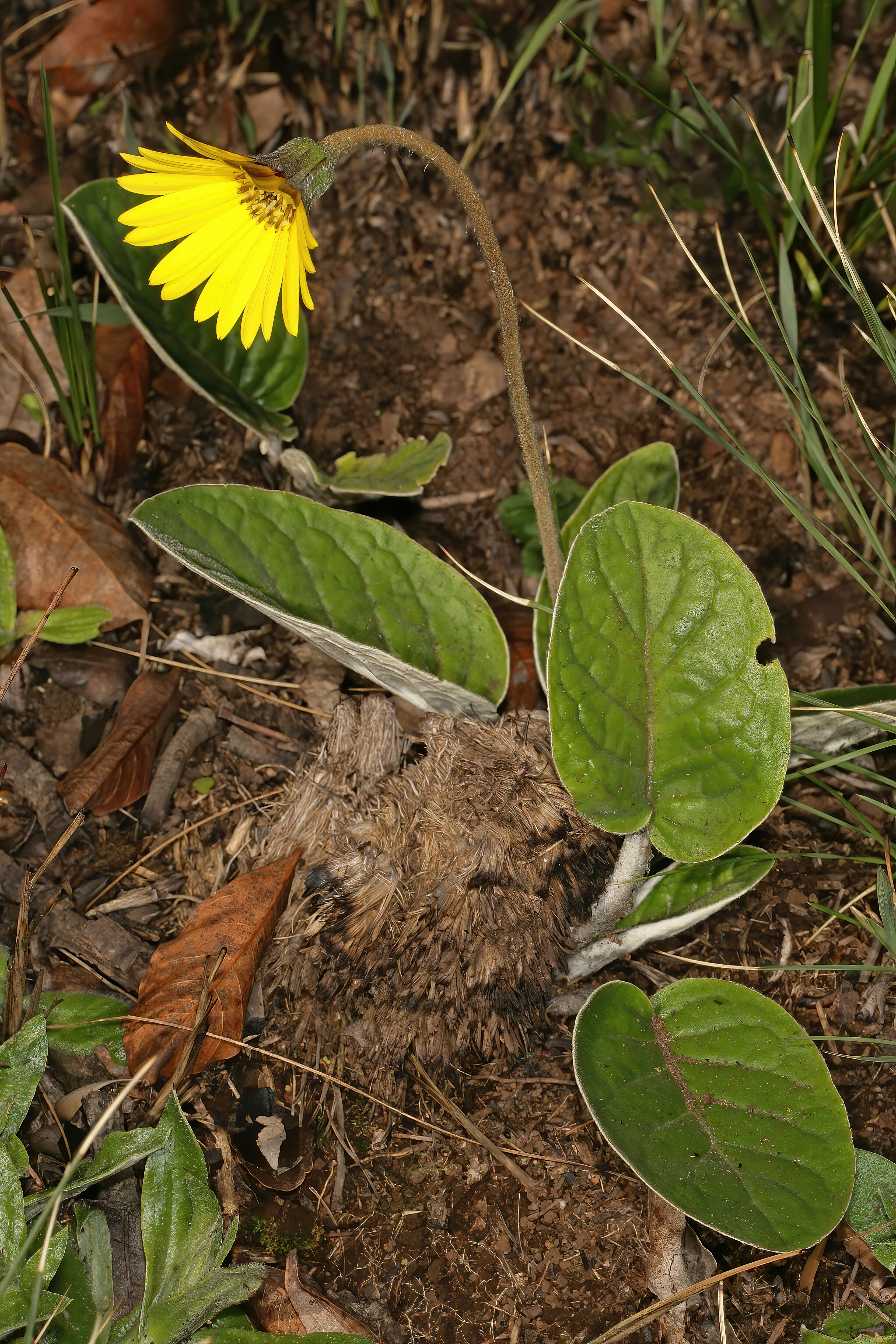 Image de Gerbera ambigua (Cass.) Sch. Bip.