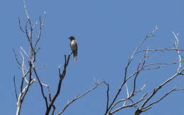 Image of Greater Pewee